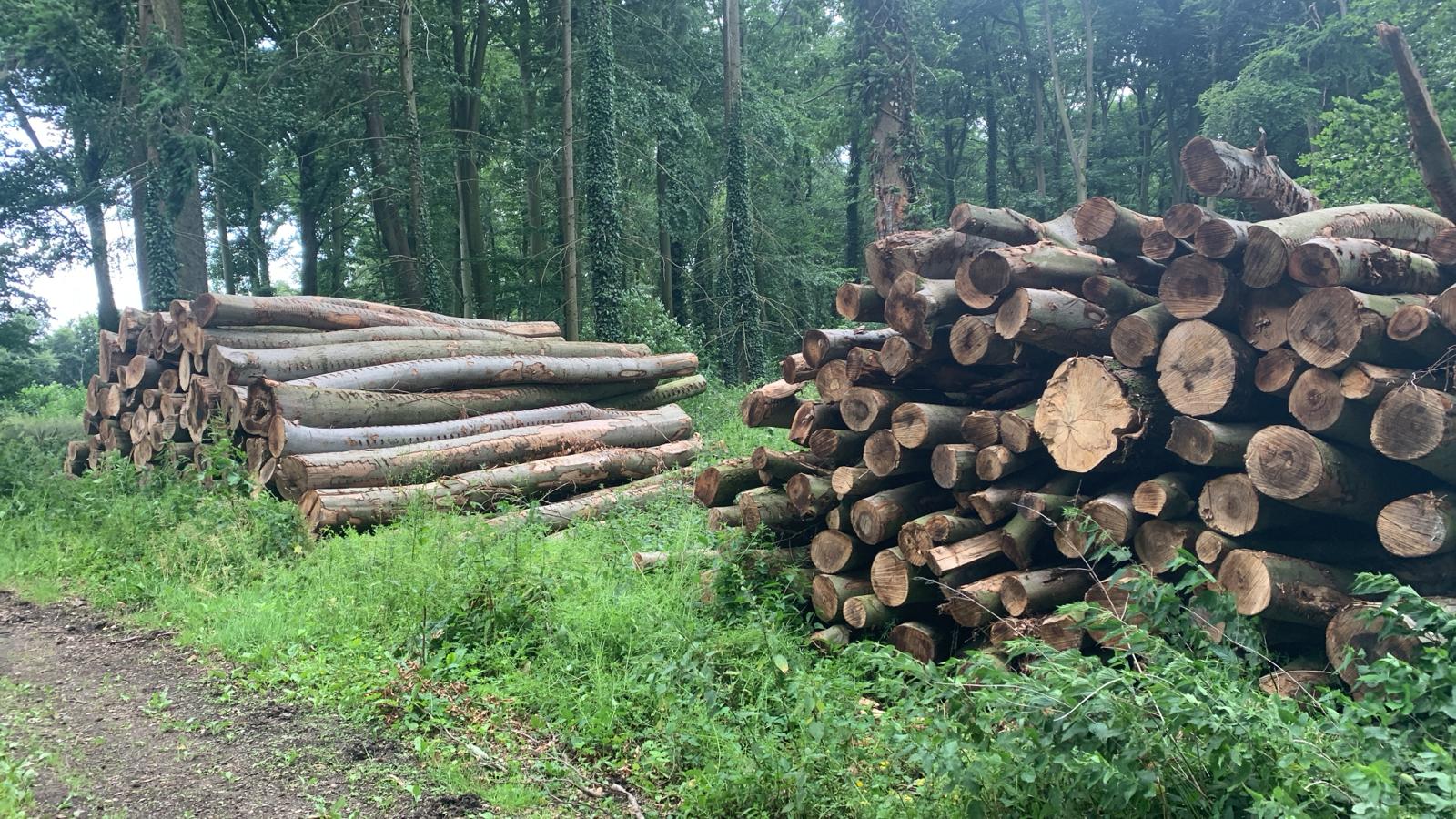 Baumfällung Arbeit 8
